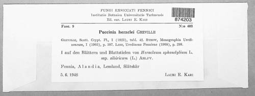 Puccinia heraclei image